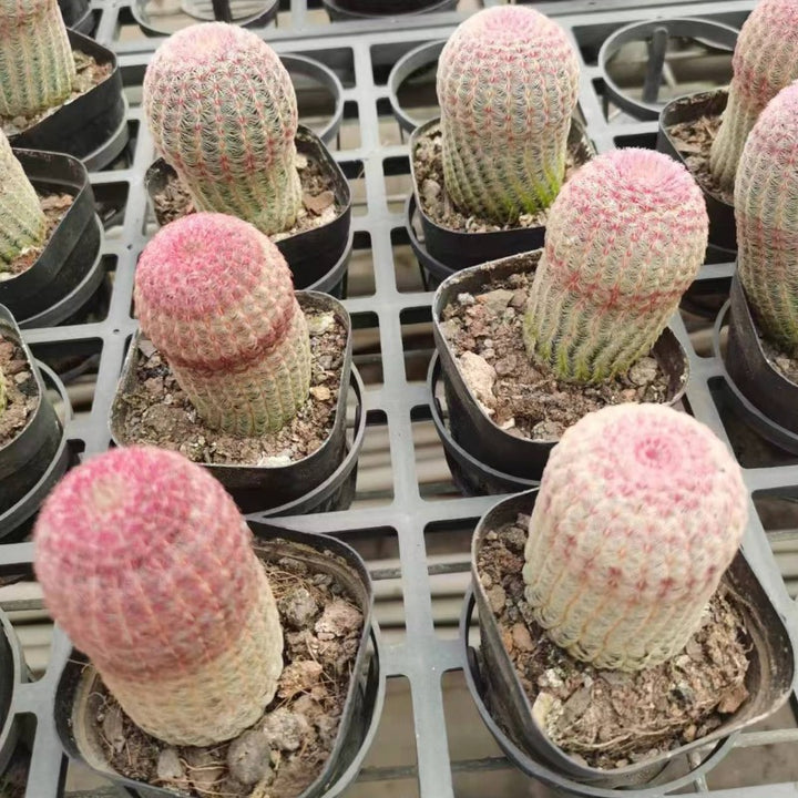 紅太陽（Echinocereus rigidissimus var. rubrispinus）