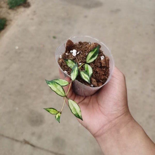 天涯毬蘭 ( Hoya lacunosa var. ) - 森流 GreenFlow - 動植物造景專門店