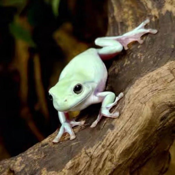 印尼老爺樹蛙 / 白氏樹蛙Indonesia Green Tree Frog （ Litoria caerulea ） - 森流 GreenFlow - 動植物造景專門店