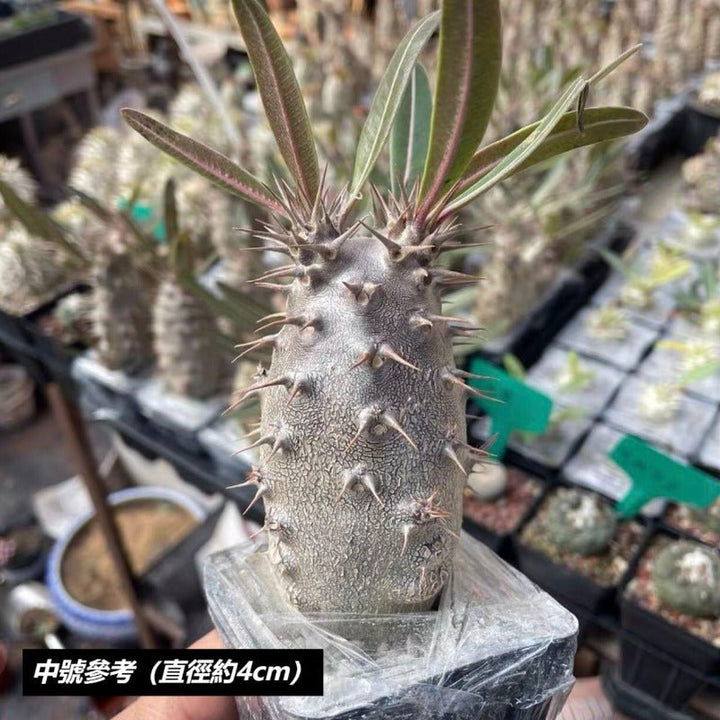 凱蒂棒槌（Pachypodium rosulatum ) - 森流 GreenFlow - 動植物造景專門店