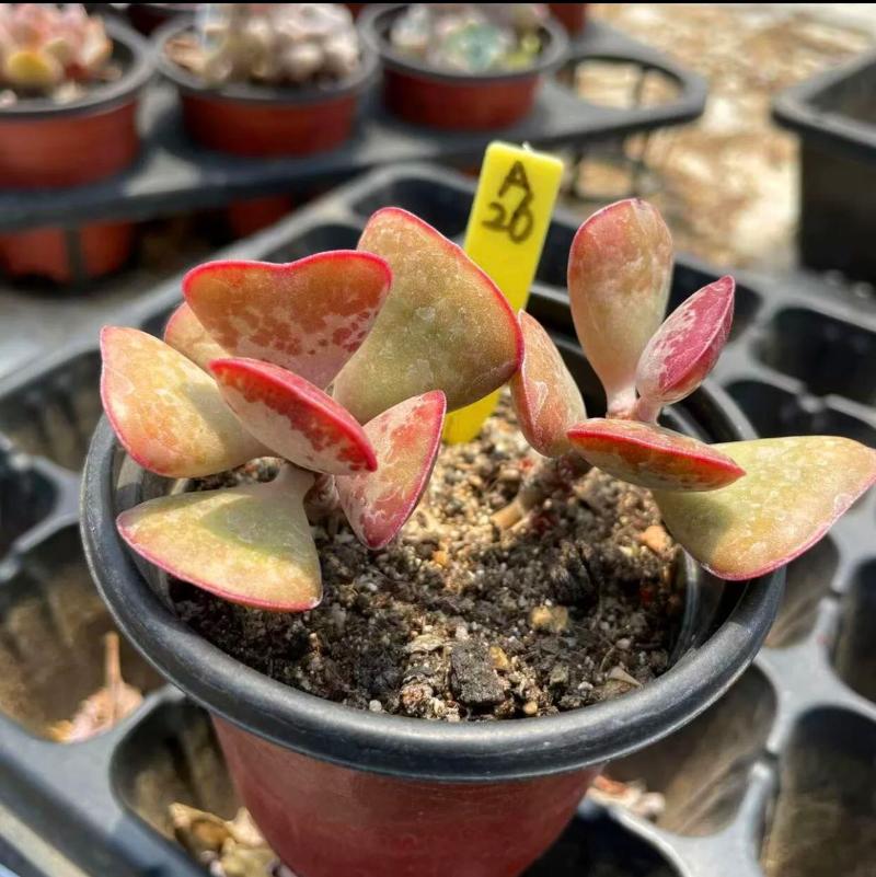 三花天錦章/ 心形水泡 Calico hearts (Adromischus Triflorus)