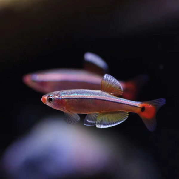 白雲金絲 ( Tanichthys albonubes )