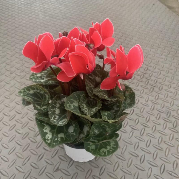 仙客來/紅白邊（Cyclamen persicum Mill.）