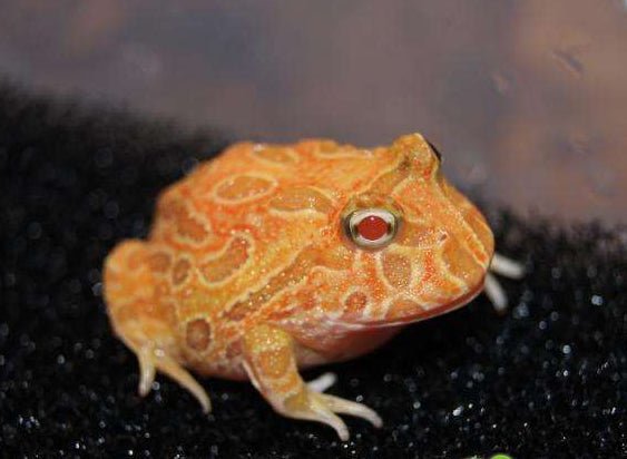 南瓜角蛙 Pumpkin Pacman Frog (Ceratophrys cranwelli) - 森流 GreenFlow - 動植物造景專門店