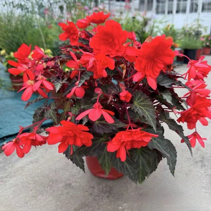 垂花球根秋海棠（Begonia × tuberhybrida illumination serise） - 森流 GreenFlow - 動植物造景專門店