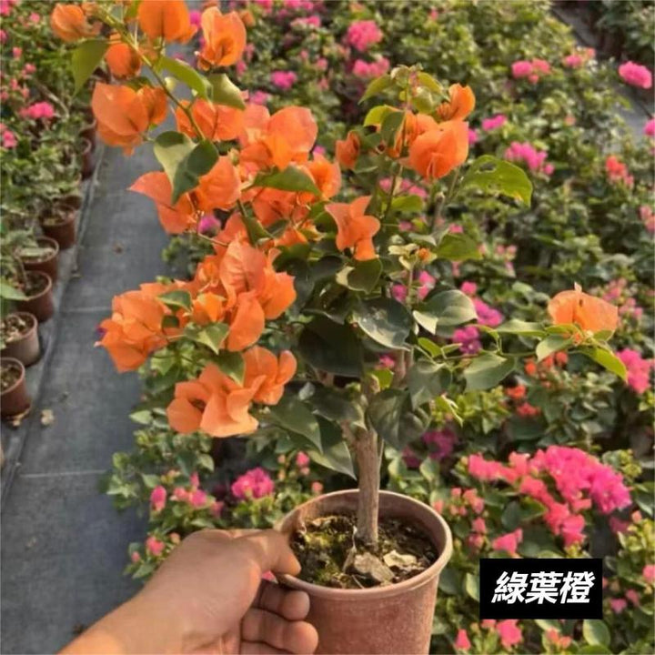 三角梅（Bougainvillea spectabilis Willd） - 森流 GreenFlow - 動植物造景專門店