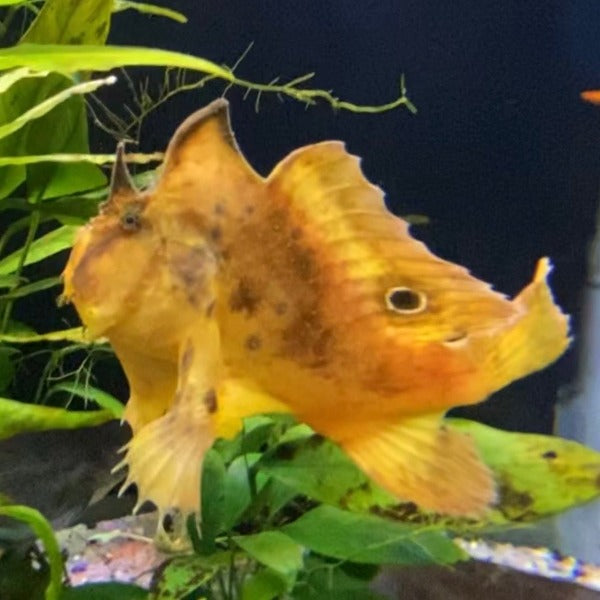 淡水五腳虎魚 / 鮟鱇魚 Freshwater frogfish （ Antennarius biocellatus ）-需預訂