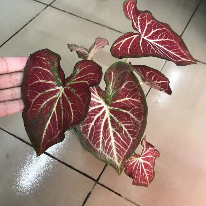 彩葉芋（Caladium Starburst） - 森流 GreenFlow - 動植物造景專門店