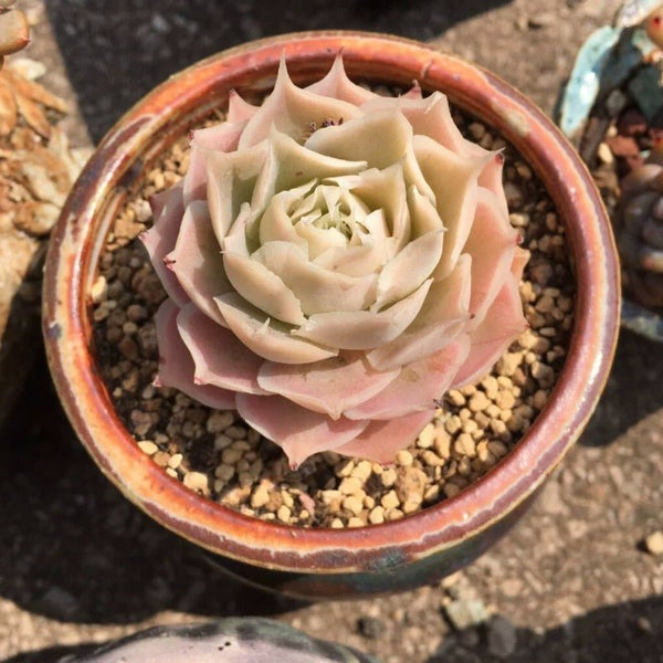 拉古娜 / 皺葉月影（Echeveria simulans ' Laguna Sanchez ' ) - 森流 GreenFlow - 動植物造景專門店