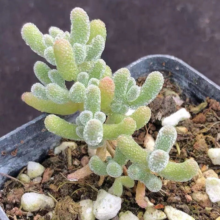 冰晶枝幹番杏（Drosanthemum sp.Skilpad ) - 森流 GreenFlow - 動植物造景專門店