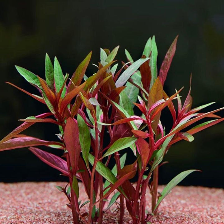 大红叶坨草 Ludwigia perennis - 森流 GreenFlow - 動植物造景專門店