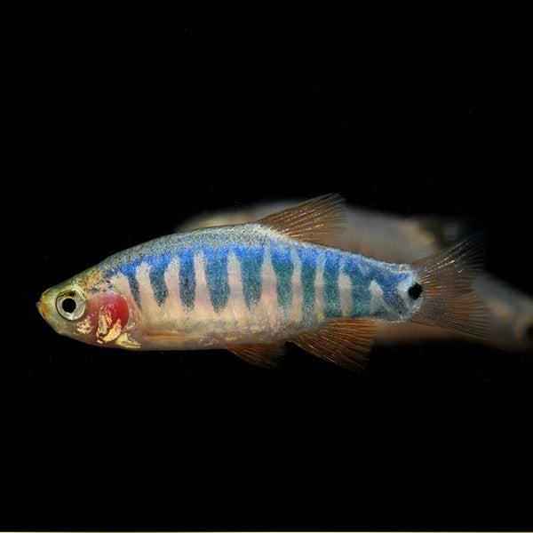 藍帶斑馬魚 (Danio erythromicron)