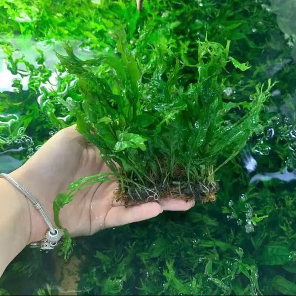 鹿角铁皇冠(8 - 15cm) Java Fern Windelov ( Microsuinm pteropus 'Windelov' )