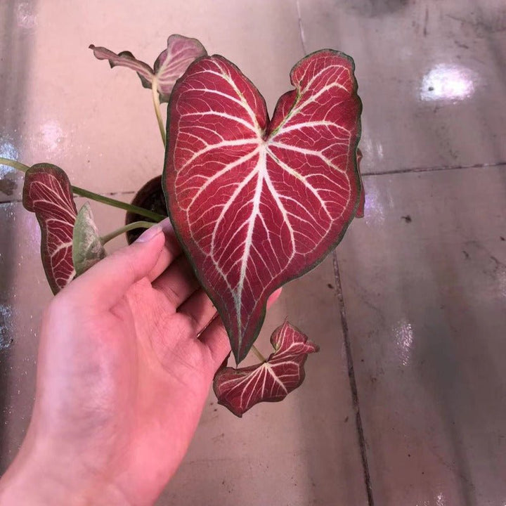 彩葉芋（Caladium Starburst） - 森流 GreenFlow - 動植物造景專門店