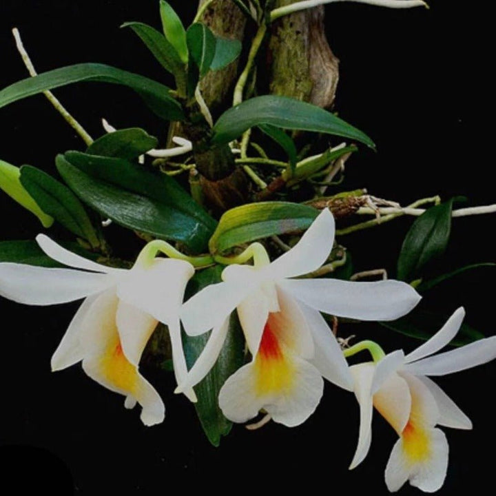 喉红石斛（Dendrobium christyanum Rchb. f.） - 森流 GreenFlow - 動植物造景專門店