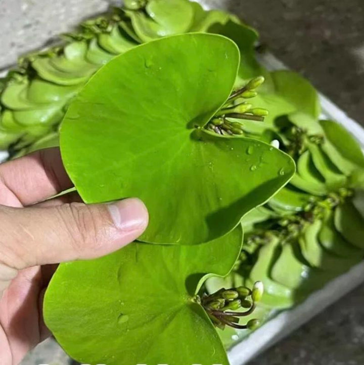 一葉蓮 White Snowflake Waterlily (Nymphoides indica 'Montana') - 森流 GreenFlow - 動植物造景專門店