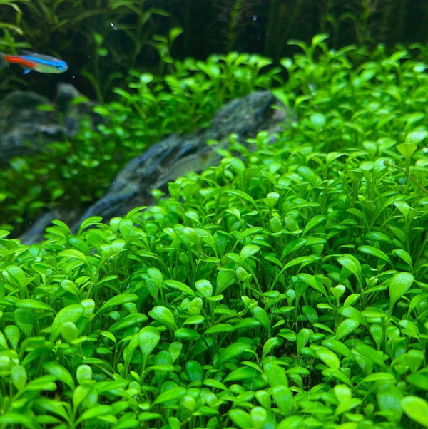 Dwarf Pearl Foreground Waterweed (Glossostigma elatinoides)