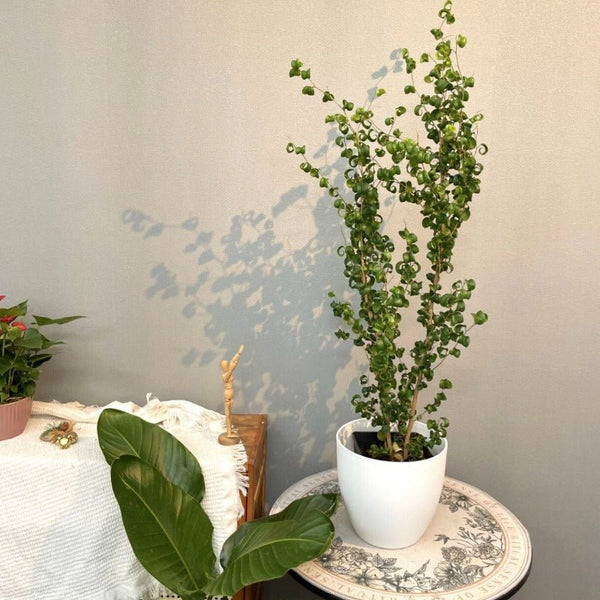 大型卷葉榕 捲葉榕 Ficus benjamina 'Barok' - 森流 GreenFlow - 動植物造景專門店