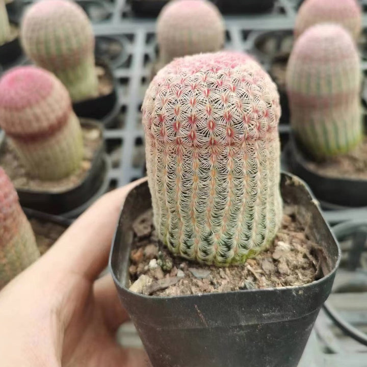 紅太陽（Echinocereus rigidissimus var. rubrispinus）