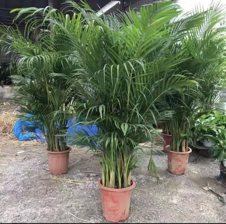 大型散尾葵（Dypsis lutescens） - 森流 GreenFlow - 動植物造景專門店