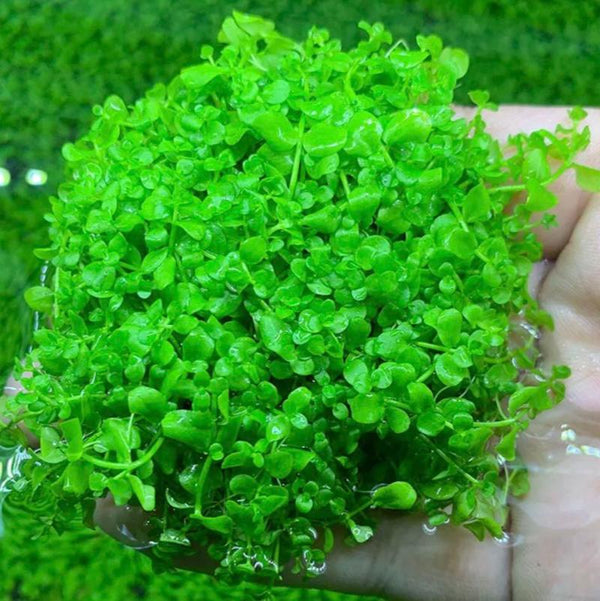 Miniature Dwarf Pearl Foreground Waterweed (Hemianthus callitrichoides ‘Cuba’)