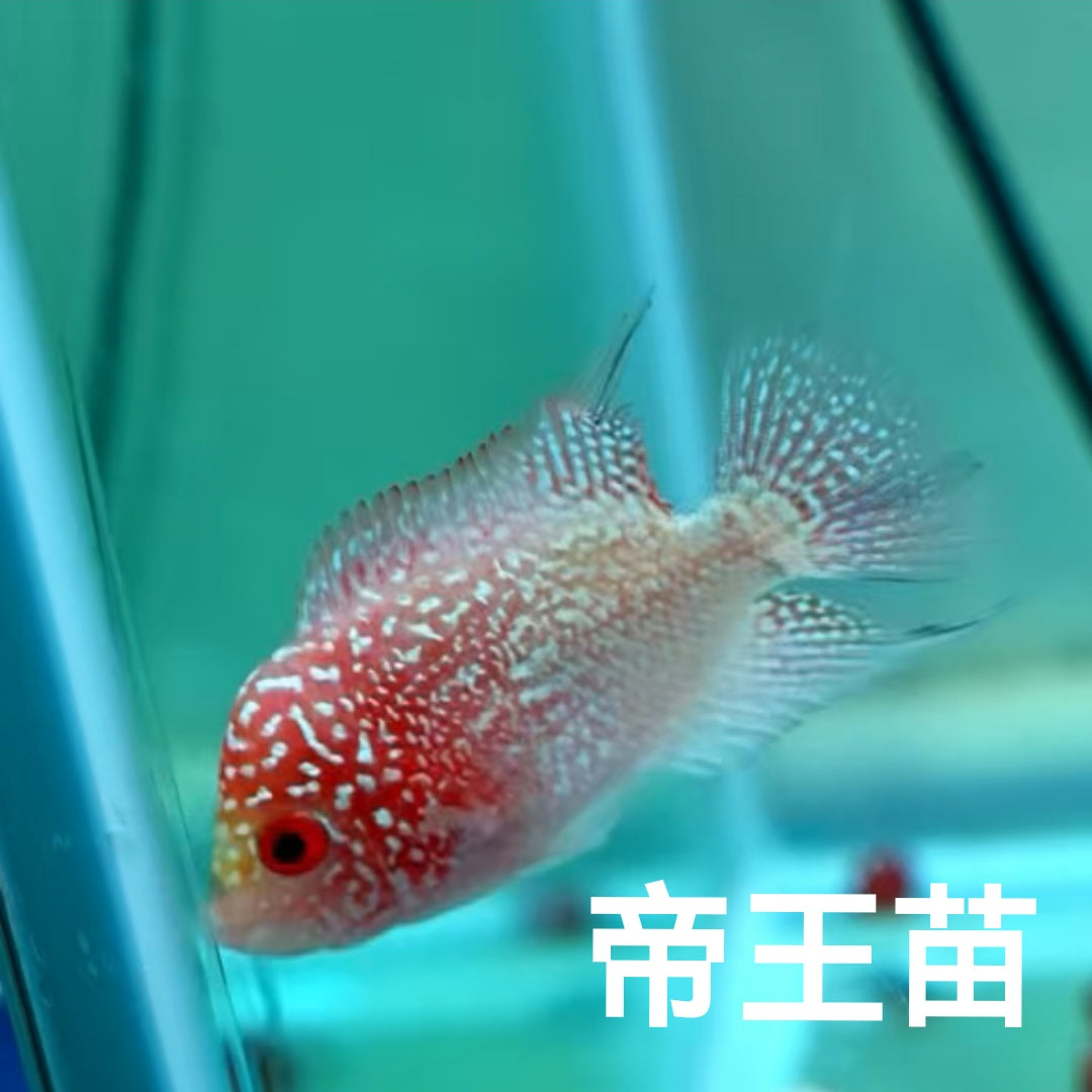 金花火鳳凰羅漢魚（Cichlasoma x Herichthys cyanoguttatus）