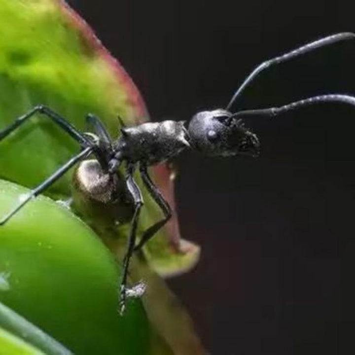 擬黑多刺蟻（Polyrhachis） - 森流 GreenFlow - 動植物造景專門店