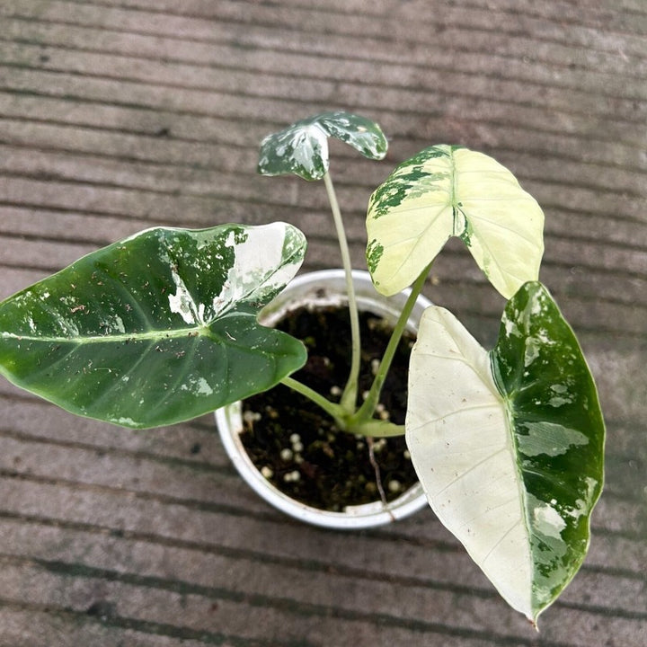 綠天鵝絨海芋錦（Alocasia Frydek）