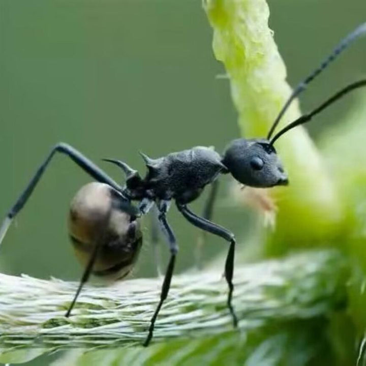 擬黑多刺蟻（Polyrhachis） - 森流 GreenFlow - 動植物造景專門店