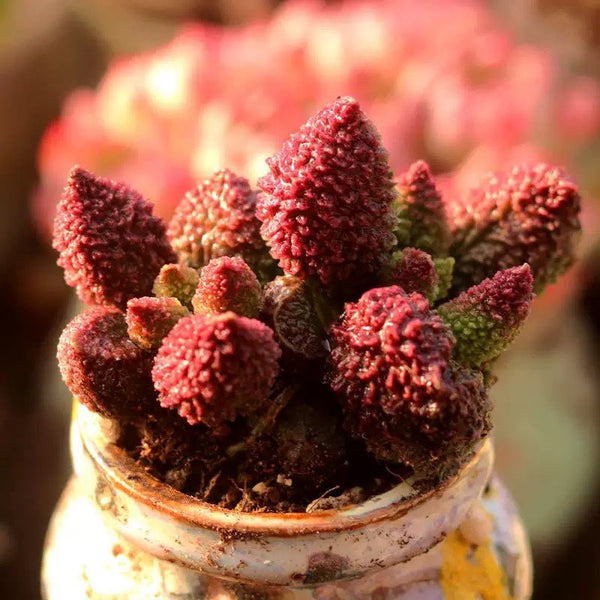 大疣朱紫玉（Adromischus marianiae ' Herrei ' ) - 森流 GreenFlow - 動植物造景專門店