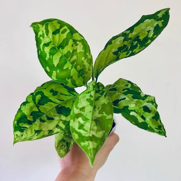 安達曼迷彩三色粗肋草 ( Aglaonema pictum tricolor ) - 森流 GreenFlow - 動植物造景專門店