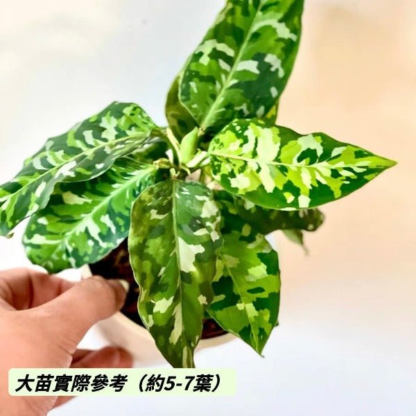 安達曼迷彩三色粗肋草 ( Aglaonema pictum tricolor ) - 森流 GreenFlow - 動植物造景專門店