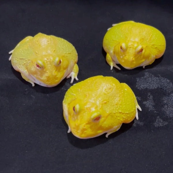 蛋黃角蛙 Albino Egg Yolk Pacman Frog ( Ceratophrys cranwelli )