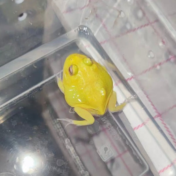 蛋黃角蛙 Albino Egg Yolk Pacman Frog ( Ceratophrys cranwelli )