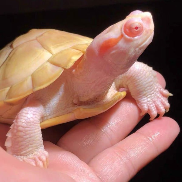 白化巴西龜 Albino Red-eared Turtle （ Trachemys scripta elegans ）