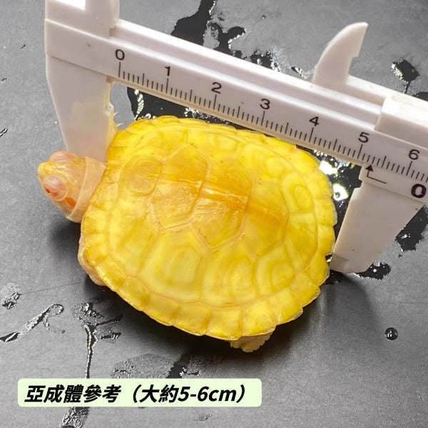 白化巴西龜 Albino Red-eared Turtle （ Trachemys scripta elegans ）