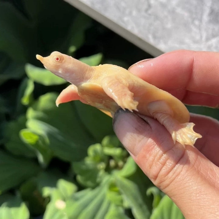 粉雪黃金鱉Albino Soft Shell Turtle ( Trionyx Sinensis abino )