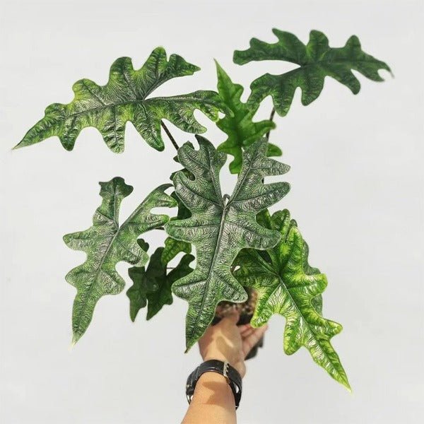 傑克琳海芋 Alocasia Jacklyn（Alocasia sulawesi Sp.） - 森流 GreenFlow - 動植物造景專門店