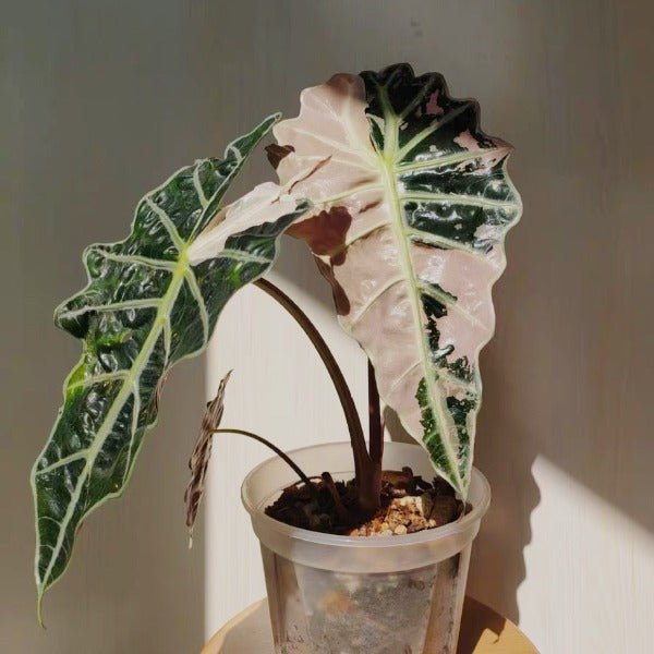 大仙女海芋粉錦（ Alocasia 'Mandalay' var. ） - 森流 GreenFlow - 動植物造景專門店