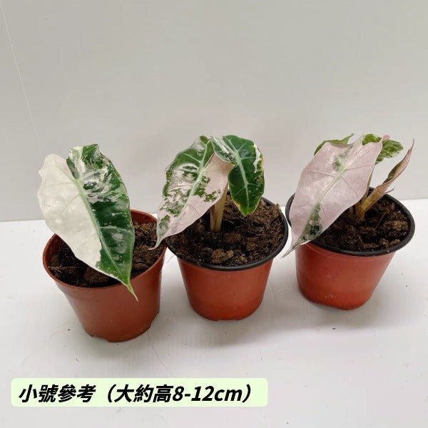 大仙女海芋粉錦（ Alocasia 'Mandalay' var. ） - 森流 GreenFlow - 動植物造景專門店