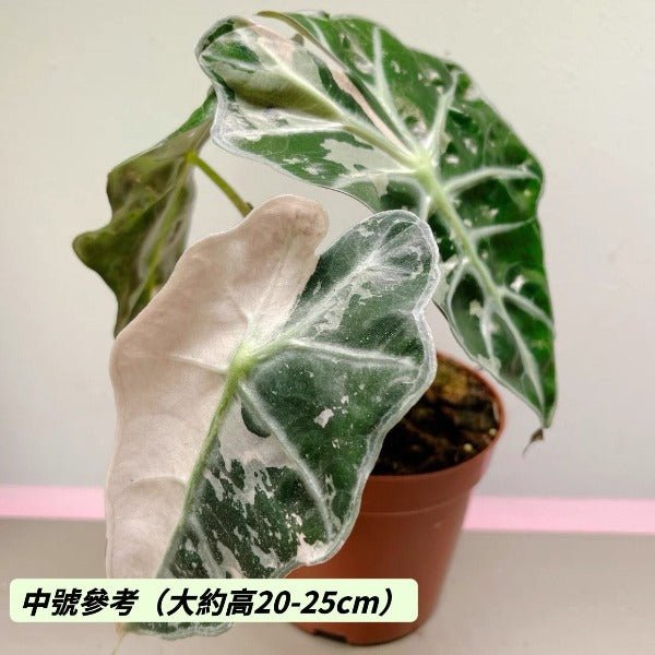 大仙女海芋粉錦（ Alocasia 'Mandalay' var. ） - 森流 GreenFlow - 動植物造景專門店