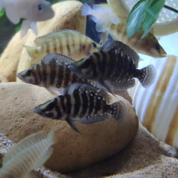 黑噴虎 （ Altolamprologus ‘ Black Calvus ‘ ）