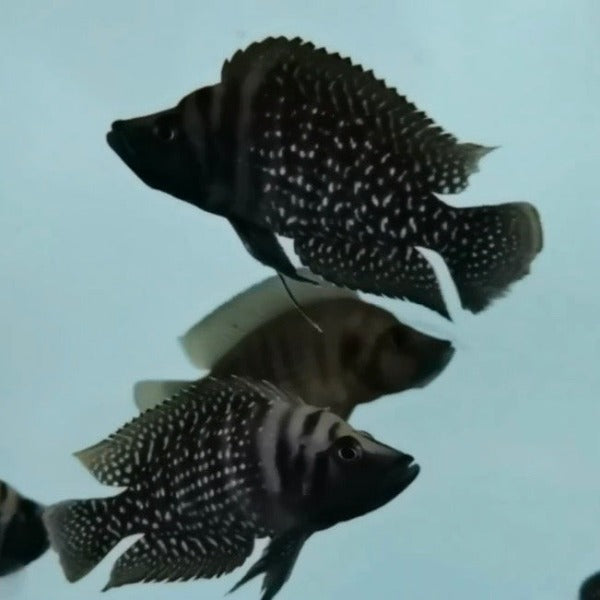 黑噴虎 （ Altolamprologus ‘ Black Calvus ‘ ）