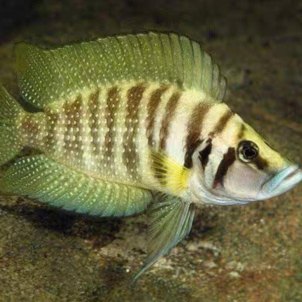 黄噴虎 （ Altolamprologus ‘ Yellow Calvus ‘ ）