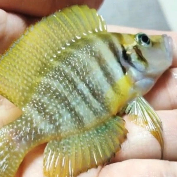 黄噴虎 （ Altolamprologus ‘ Yellow Calvus ‘ ）