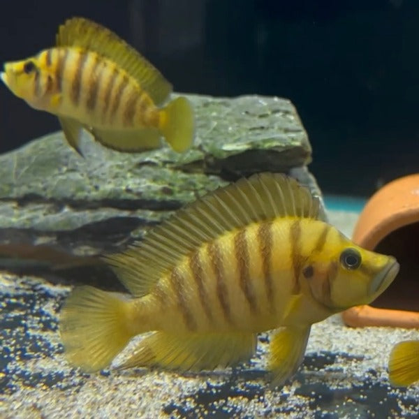 黃金虎 （ Altolamprologus compressicep ‘ yellow ‘ ）