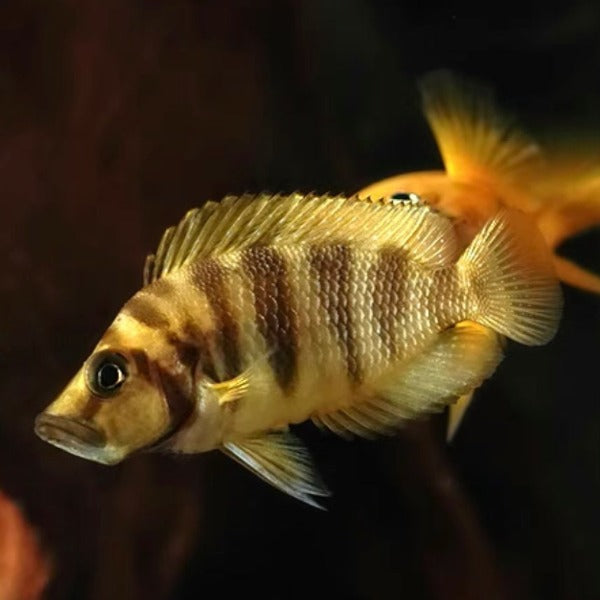 黃金虎 （ Altolamprologus compressicep ‘ yellow ‘ ）