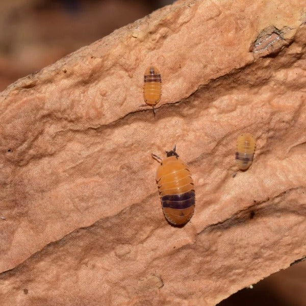 琥珀鼠婦 Amber Isopods ( Cubaris sp. ‘ Amber Ducky ’ )