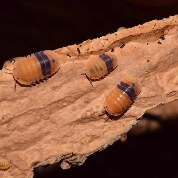 琥珀鼠婦 Amber Isopods ( Cubaris sp. ‘ Amber Ducky ’ )