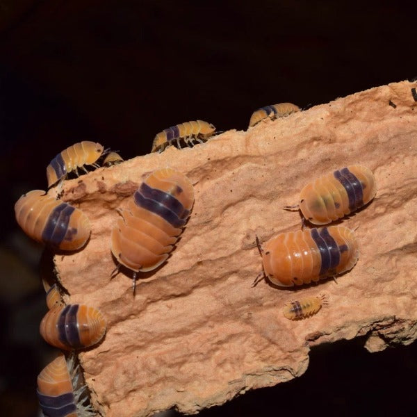 琥珀鼠婦 Amber Isopods ( Cubaris sp. ‘ Amber Ducky ’ )